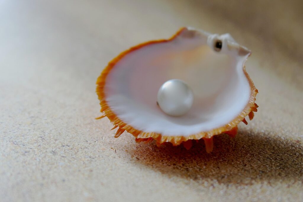 shell, the beach pearl, beach, sand, clamshell, sea, close up, nature, mother of pearl, lime, detail shot